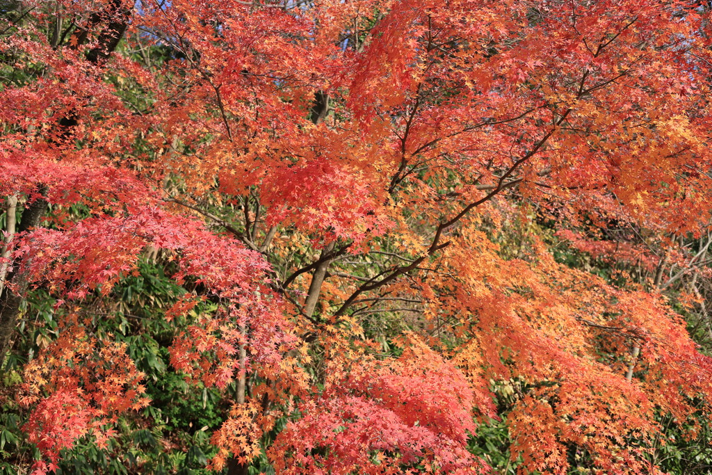 12月１日の圧倒たる紅葉