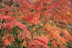 12月１日の圧倒たる紅葉