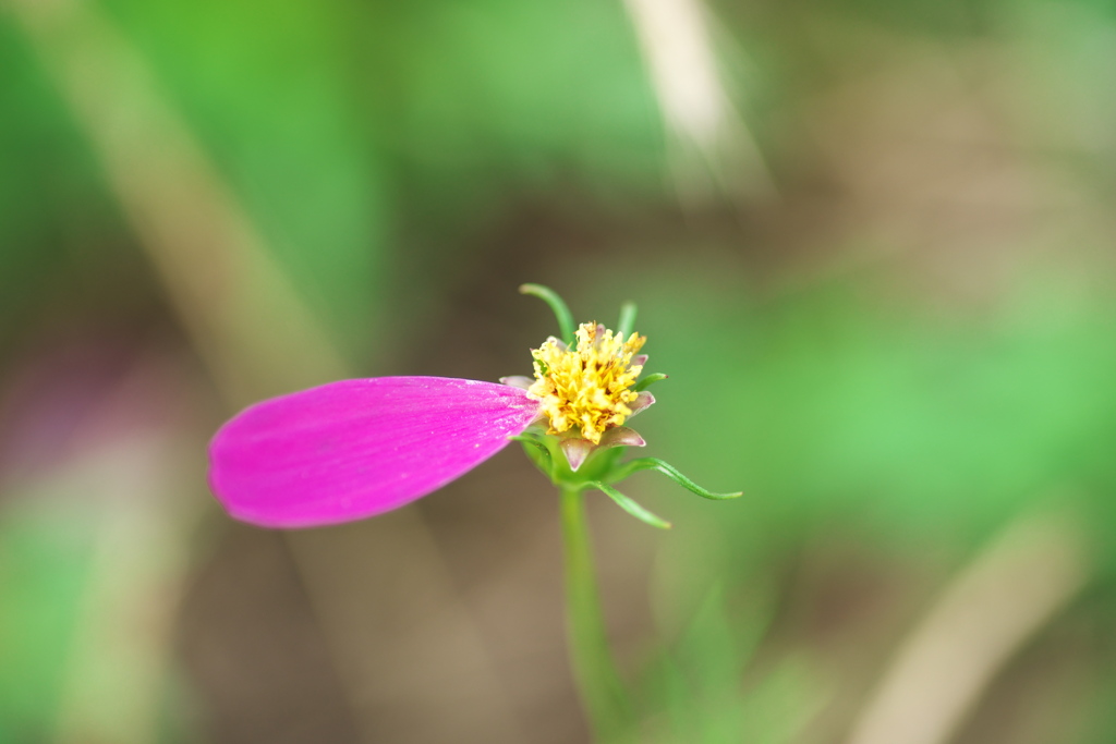 最後の花弁