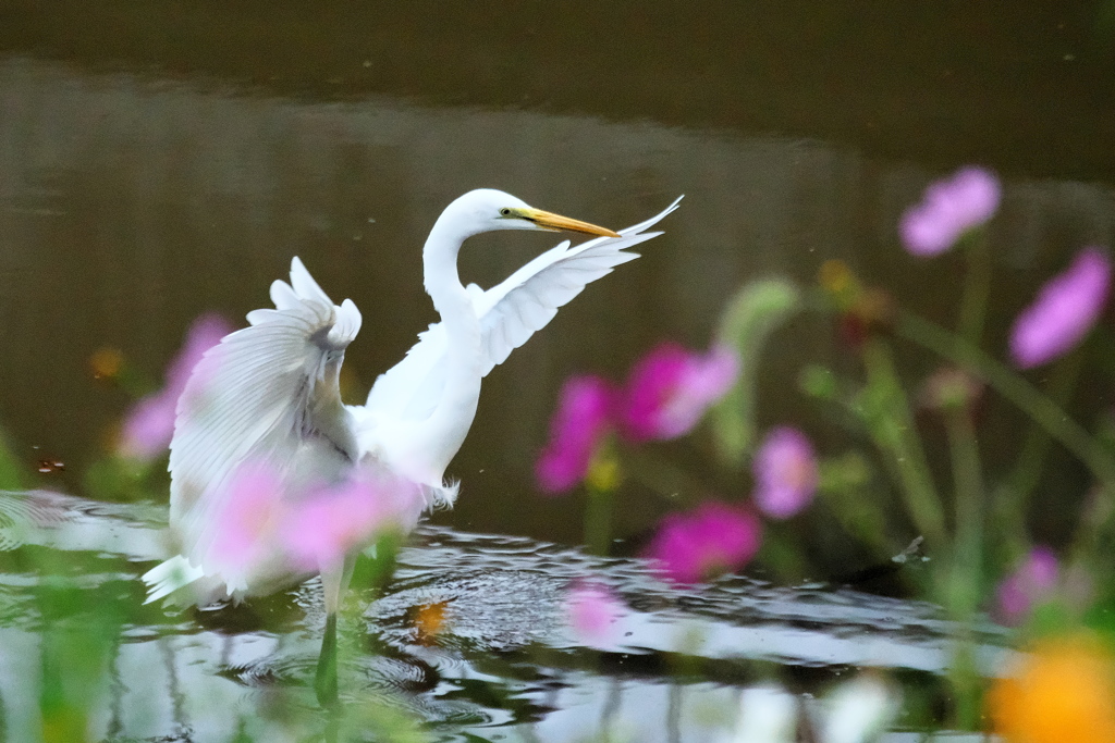 ダイサギ、コスモスに降りる