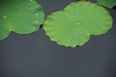 水玉たちのソーシャルディスタンス