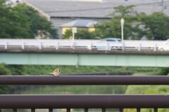 かわいく写ってたで賞