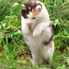 狙いを決めて、ジャンプ！