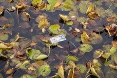 この夏の蓮への感謝の気持ちかな？