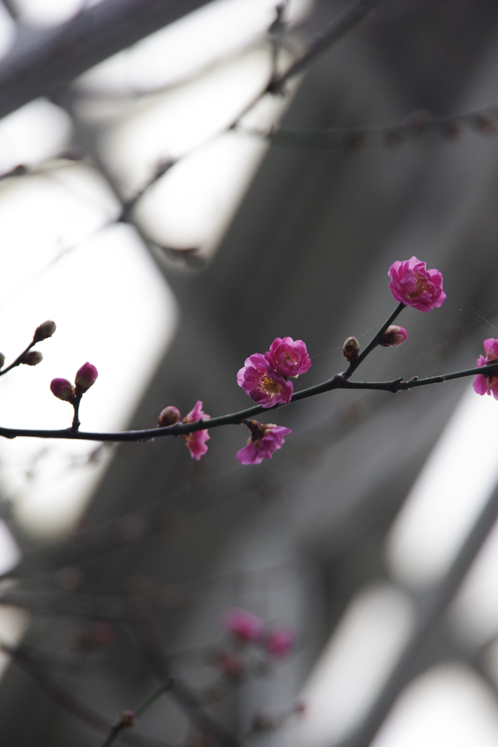 室の花