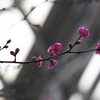 室の花