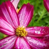 豪雨は去って
