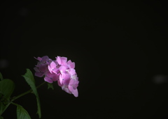 ひそやかに