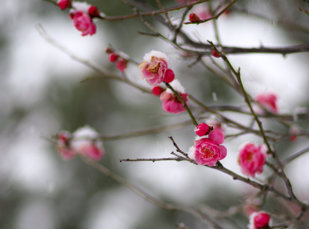 淡雪