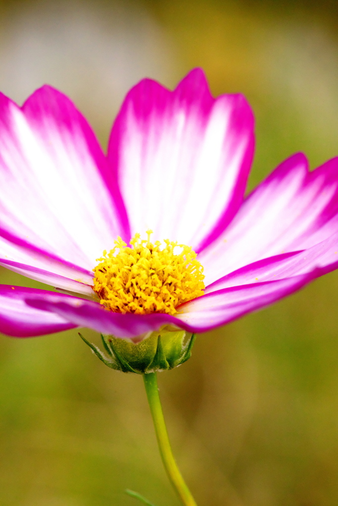 今朝の花