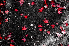 映える