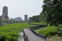 新名所 蓮の中道