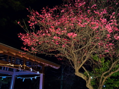 みちのくの梅、盛り。