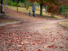 落ち葉の道