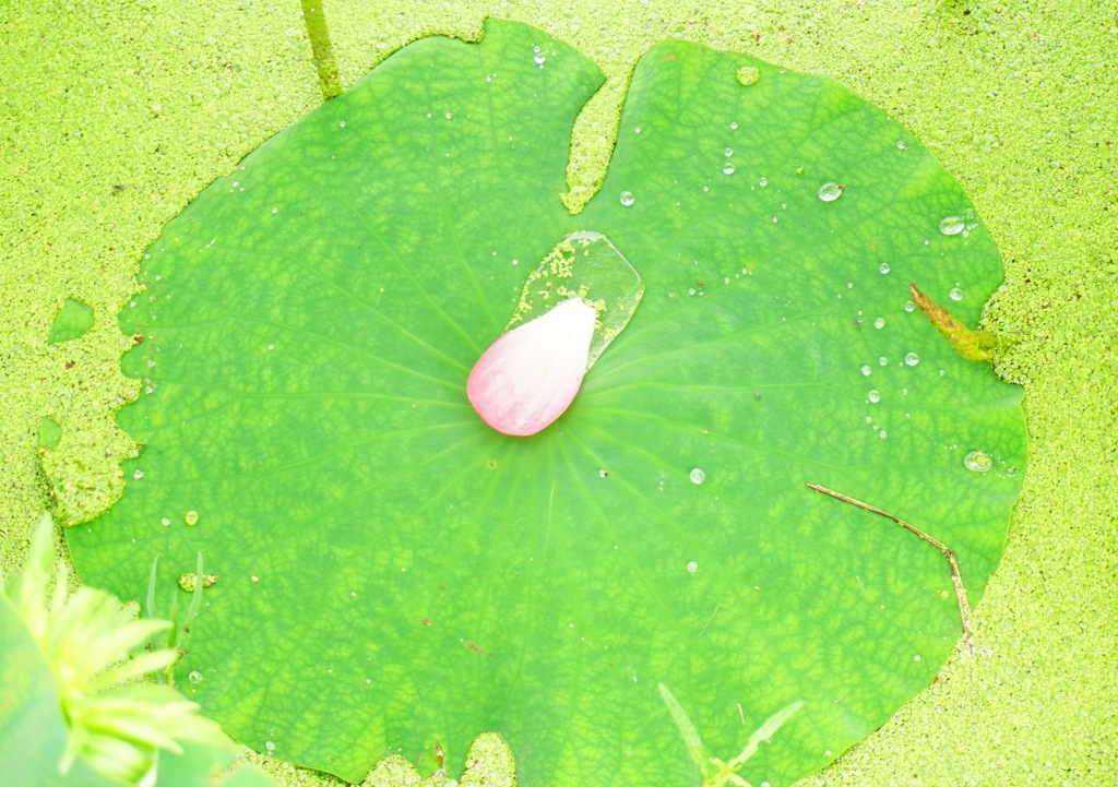 ひとりぼっちの花びら