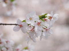 桜5