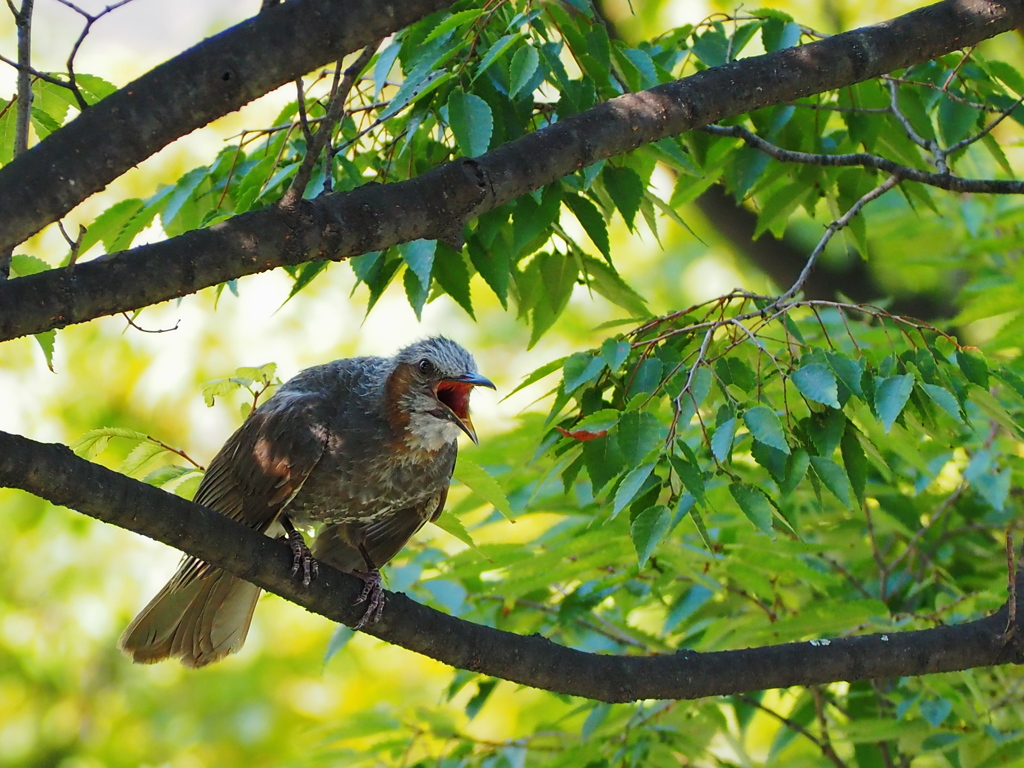 夏の木陰 ヒヨドリの休憩