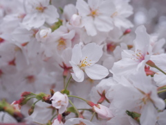 桜2