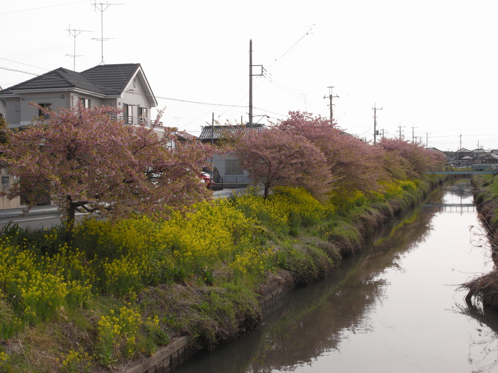 お写ん歩(78)-1（河津桜×菜の花）