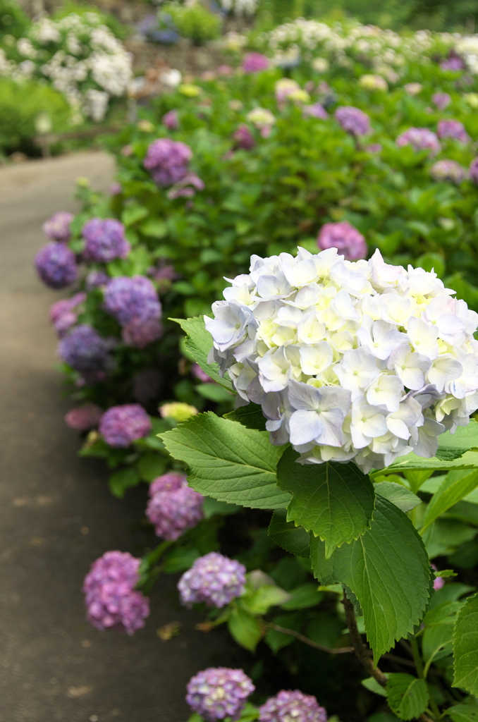 お出かけ(14)-2（紫陽花＠金泉寺）