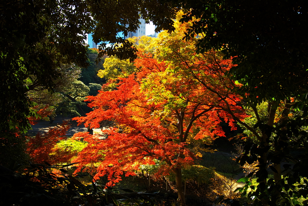 お出かけ(198)-1（紅葉@小石川後楽園）