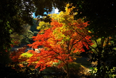 お出かけ(198)-1（紅葉@小石川後楽園）