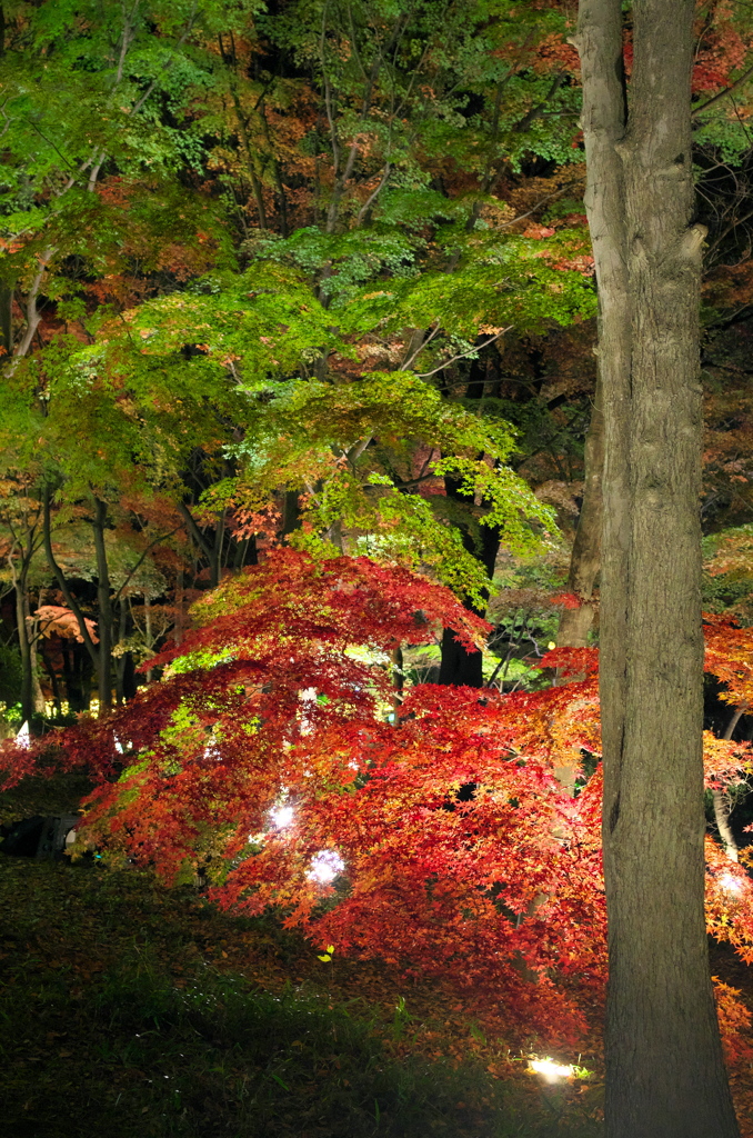 お出かけ(56)-2（紅葉＠森林公園）