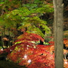 お出かけ(56)-2（紅葉＠森林公園）