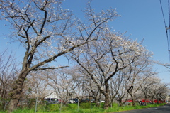 お出かけ(226)-5（桜@東武動物公園_東ゲート付近）