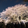 お出かけ(134)-2（枝垂れ桜×ライトアップ@六義園）