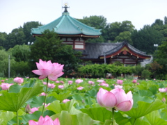 お出かけ(251)-1（花蓮@上野恩賜公園）