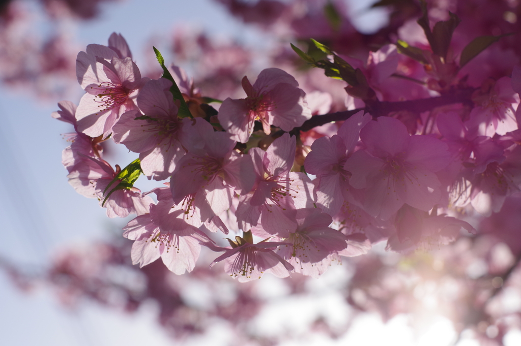 お出かけ(70)-1（河津桜@青毛堀川）