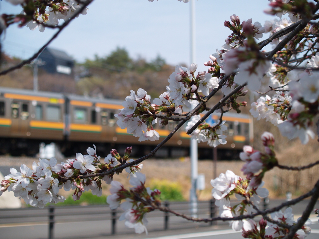 お出かけ(226)-3（桜×電車@あしかがフラワーパーク駅）