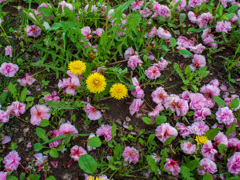 お写ん歩(90)-1（ヤエザクラ）