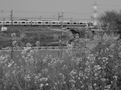 お写ん歩(121)-1（電車×菜の花）