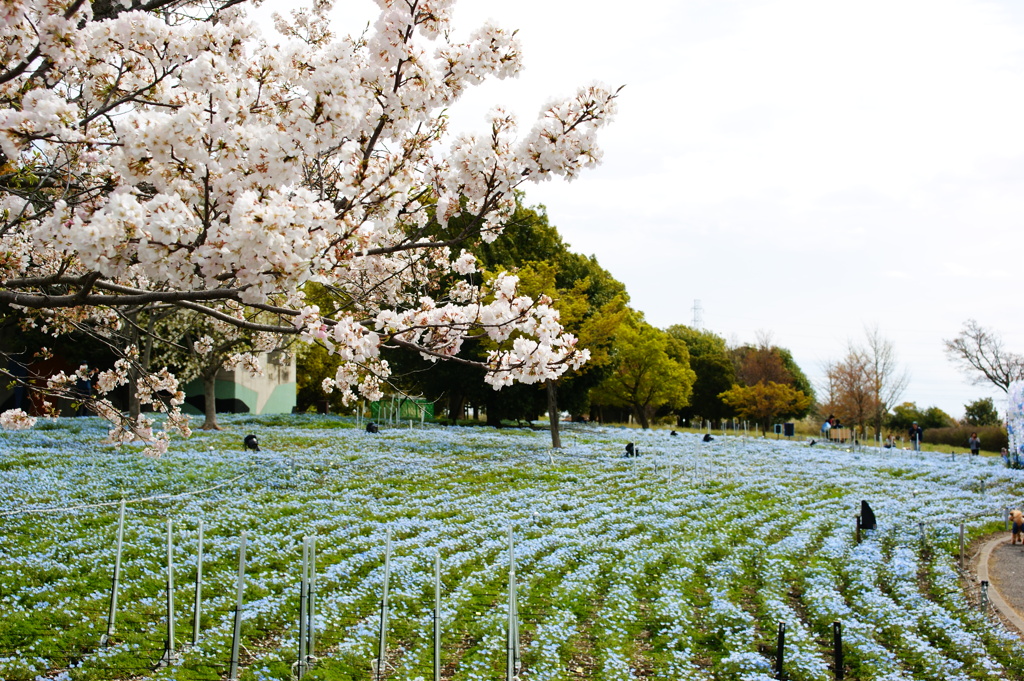 お出かけ(228)-1（桜×ネモフィラ@舎人公園）