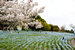 お出かけ(228)-1（桜×ネモフィラ@舎人公園）