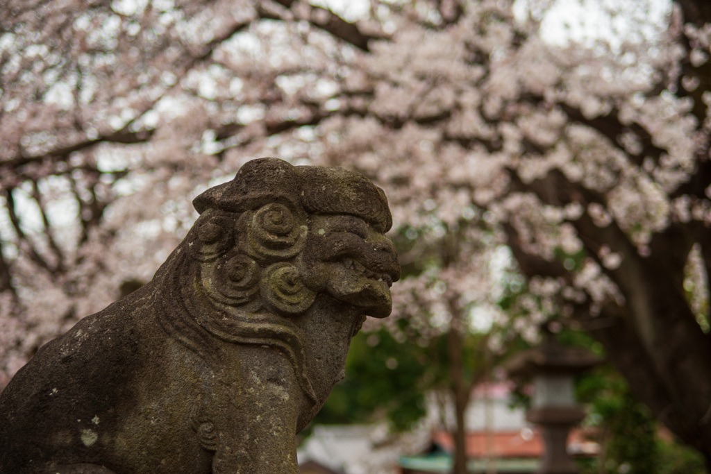 お写ん歩(81)-4（前玉神社の桜）