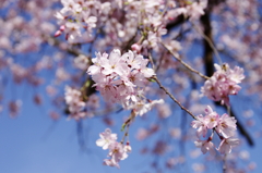 お出かけ(134)-1（枝垂れ桜@小石川後楽園）