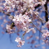 お出かけ(134)-1（枝垂れ桜@小石川後楽園）