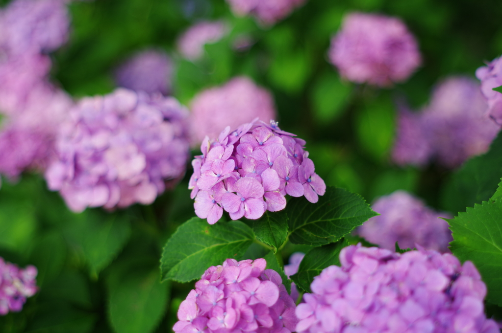 お出かけ(90)-2（紫陽花@幸手権現堂桜堤）