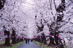 お出かけ(227)-4（桜@無線山）