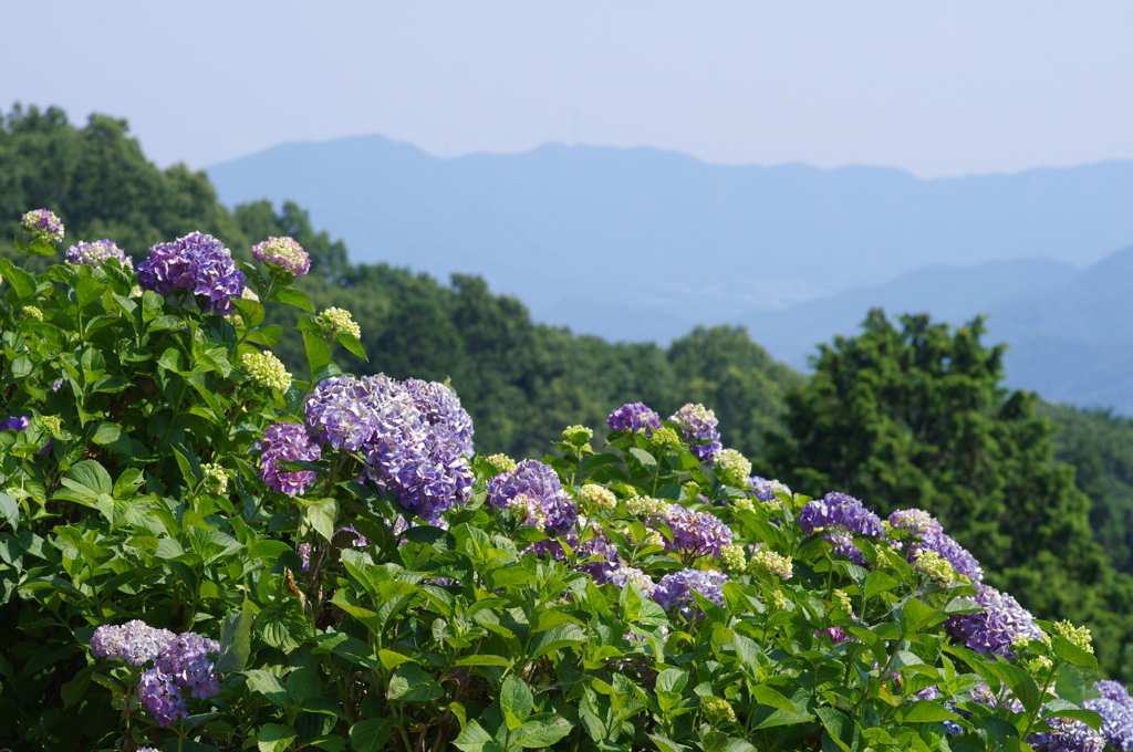 お出かけ(17)-1（紫陽花＠美の山公園）