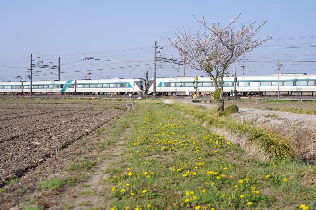 お写ん歩(86)-1（電車×タンポポ）