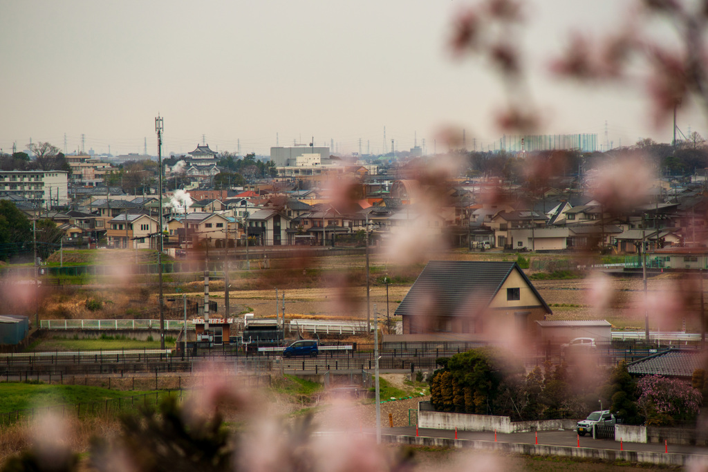 お写ん歩(81)-3（さきたま古墳公園の桜）