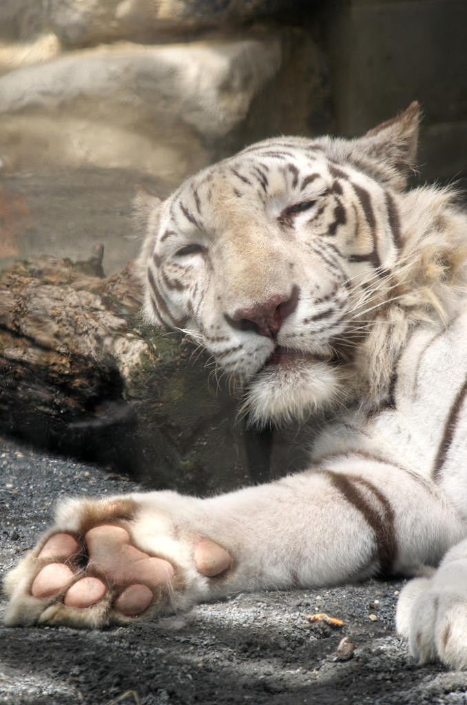 お出かけ(157)-1（ホワイトタイガー@東武動物公園）