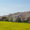 お出かけ(137)-1（青空×桜×菜の花@幸手権現堂桜堤）