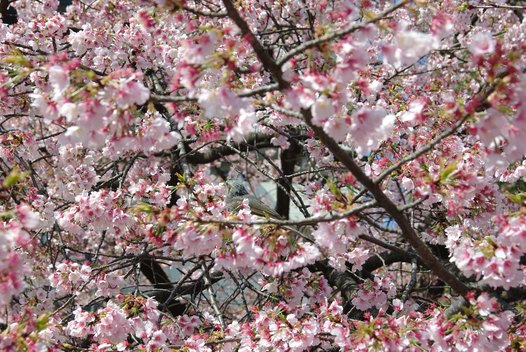 お出かけ(131)-1（河津桜×鳥@上野恩賜公園）