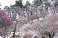 お出かけ(222)-2（雪×梅@宝登山）