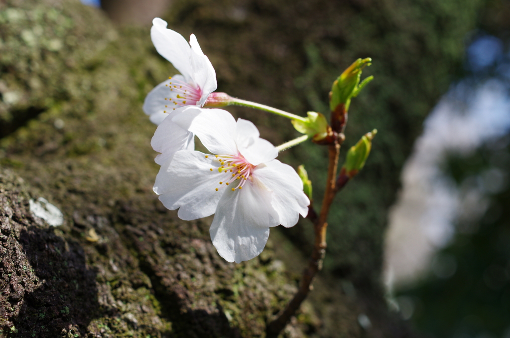 お出かけ(226)-4（桜@杉戸西近隣公園）